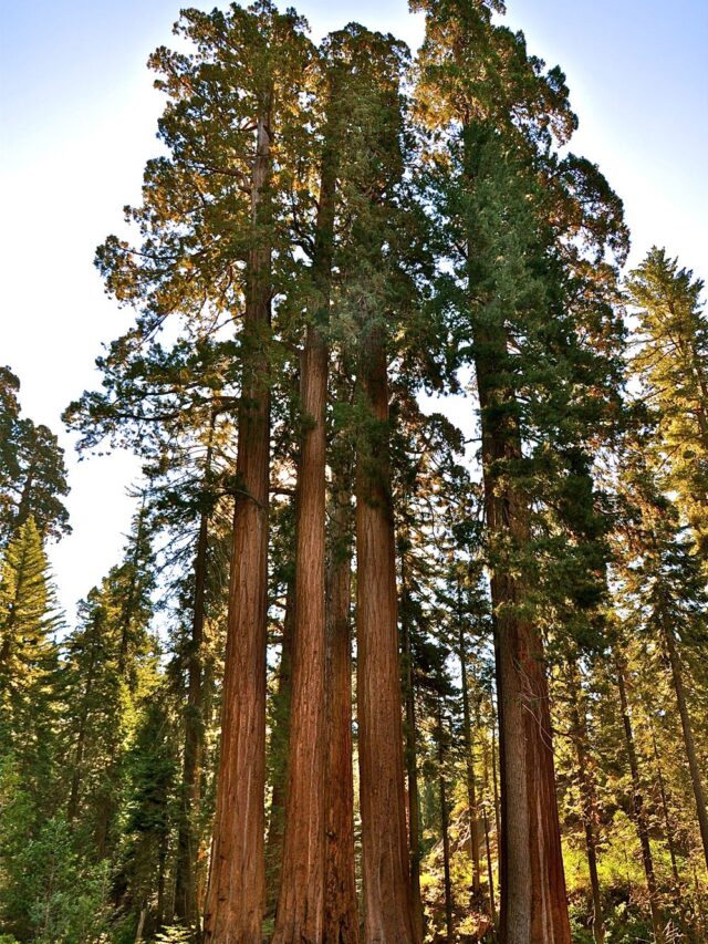 7 Of The Tallest Trees Ever