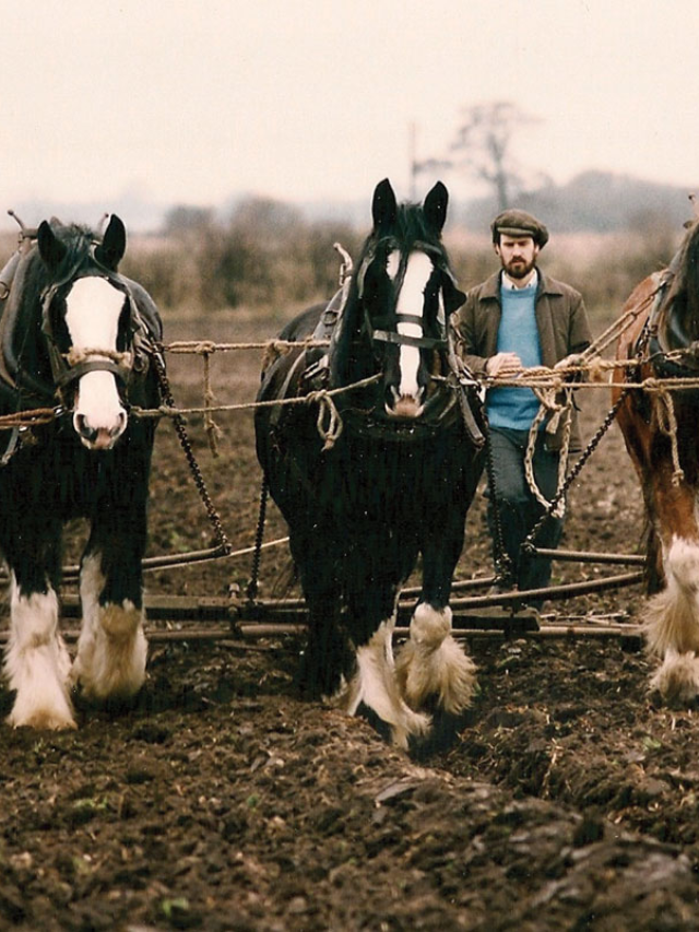 Top 8 Work Horses to Help You on the Farm